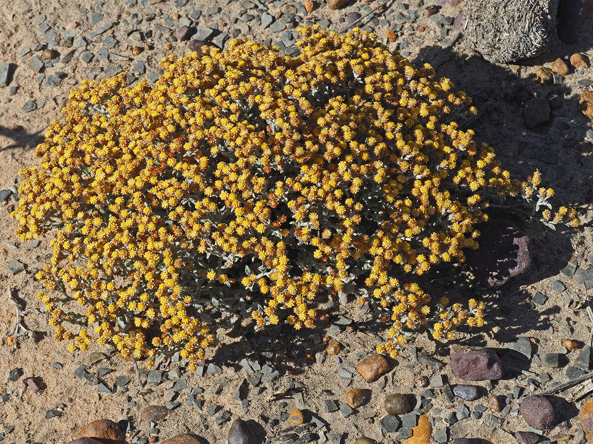 Helichrysum aureofolium O. M. Hilliard resmi