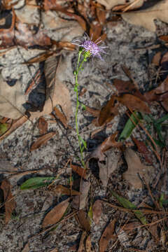 Image of sandywoods chaffhead