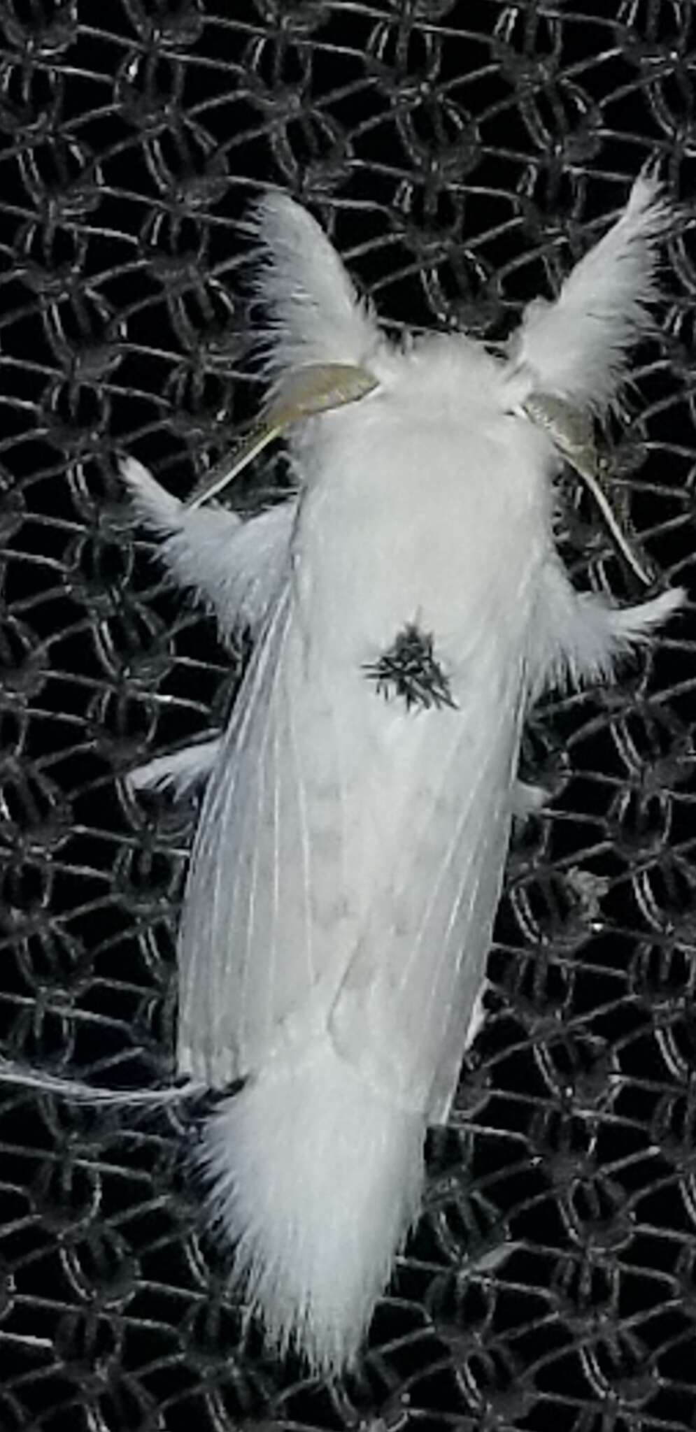 Image of Apotolype blanchardi Franclemont