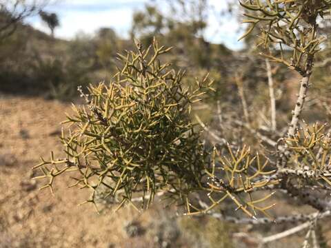 Image de Hakea ednieana Tate