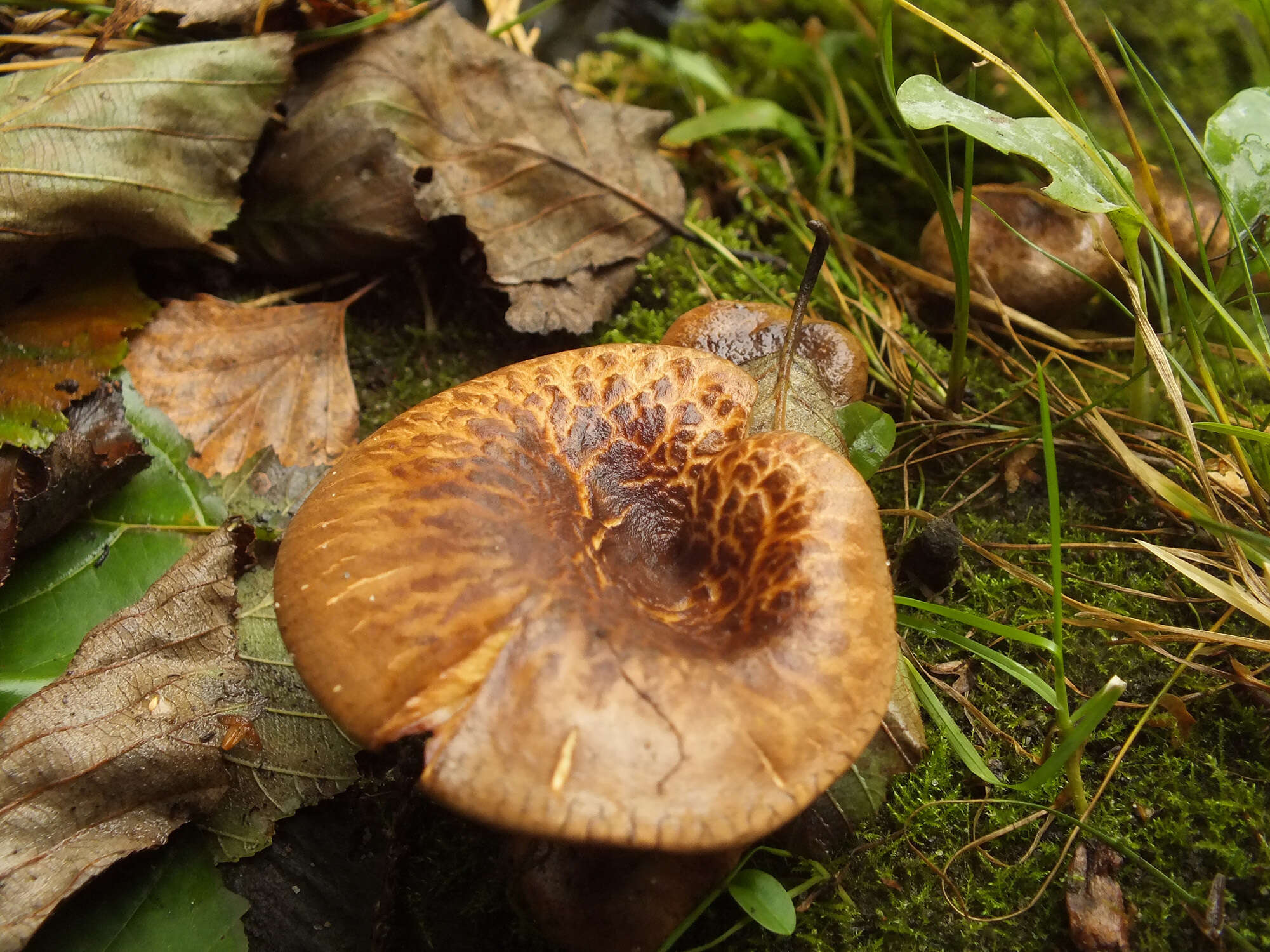 Image of Paxillus rubicundulus P. D. Orton 1969