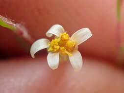 Image of meager pygmydaisy