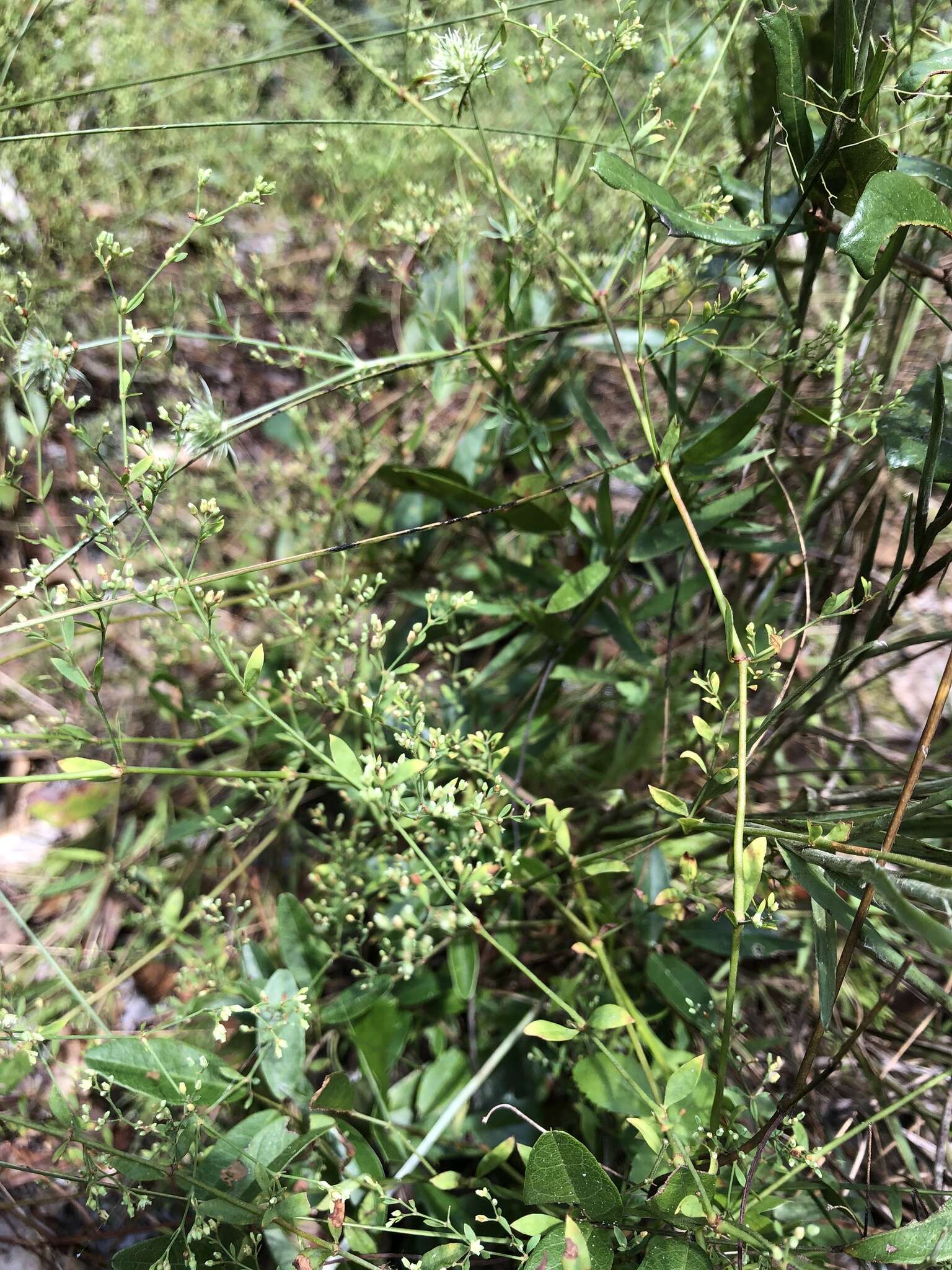 Image of Baldwin's nailwort