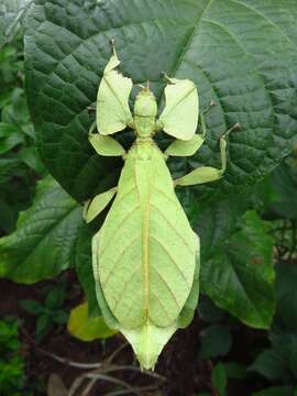 Image of Cryptophyllium oyae (Cumming & Le Tirant 2020)