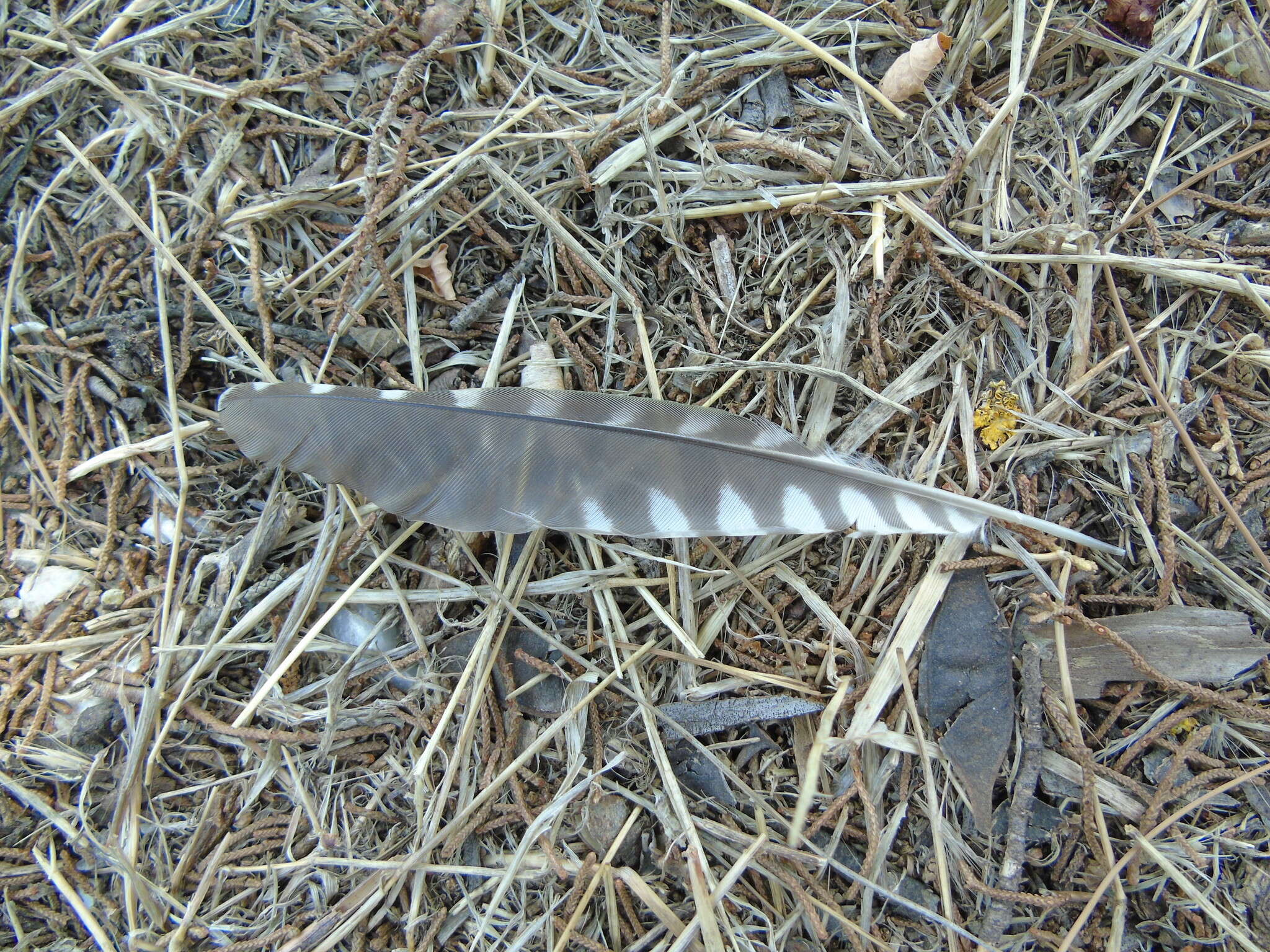 Image of Picus viridis karelini Brandt & JF 1841