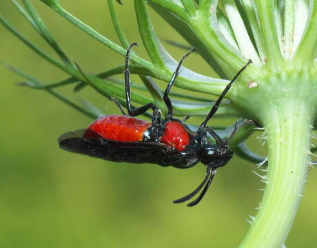 Image of Poison Ivy Sawfly