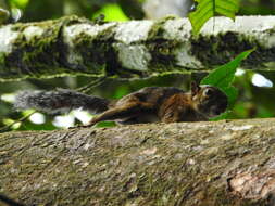 Imagem de Microsciurus santanderensis (Hernández-Camacho 1957)