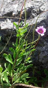 Image of Cape daisy