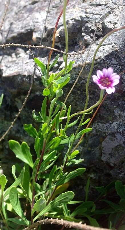 Dimorphotheca jucunda Phill. resmi