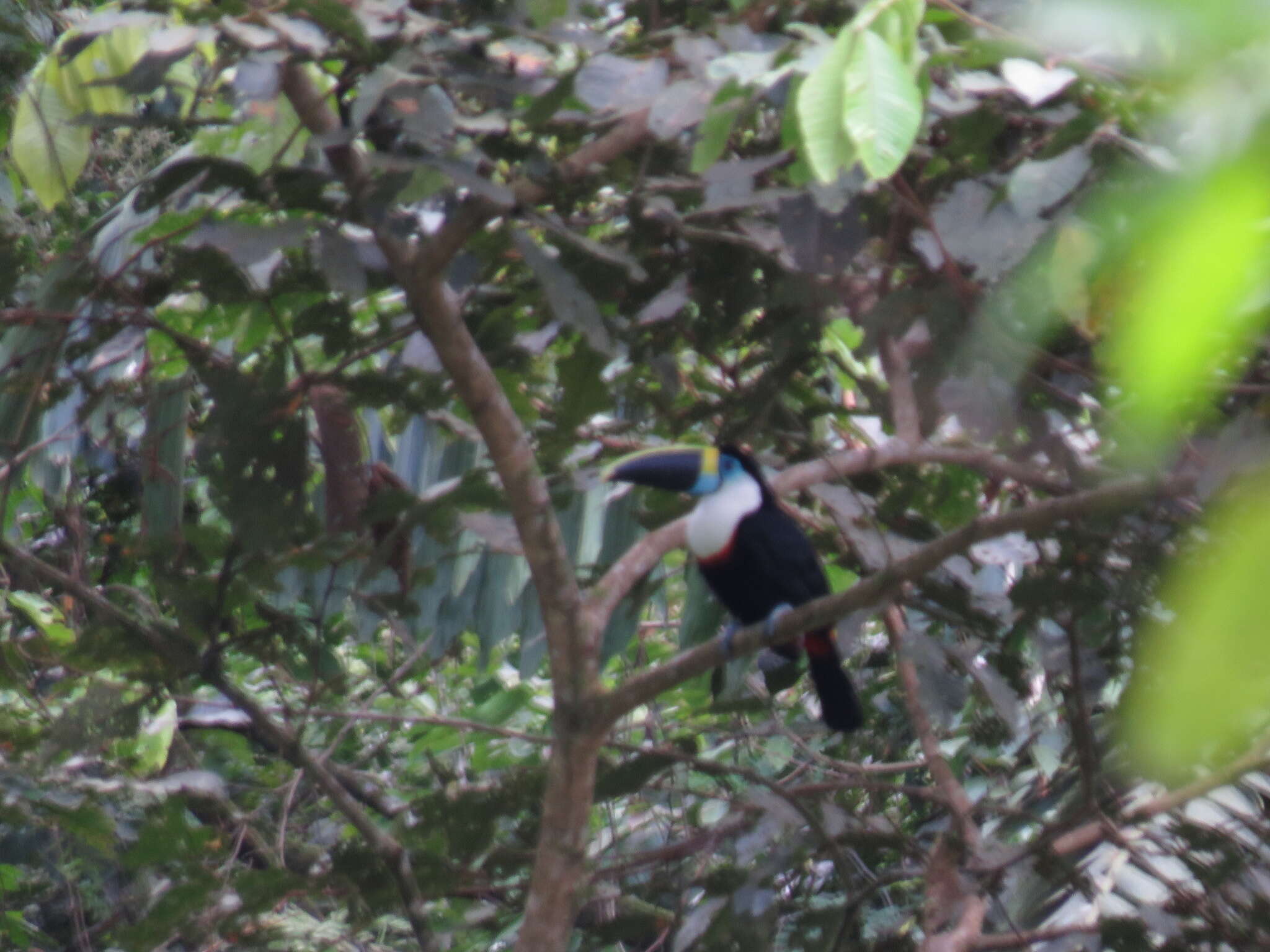 Ramphastos vitellinus culminatus Gould 1833的圖片