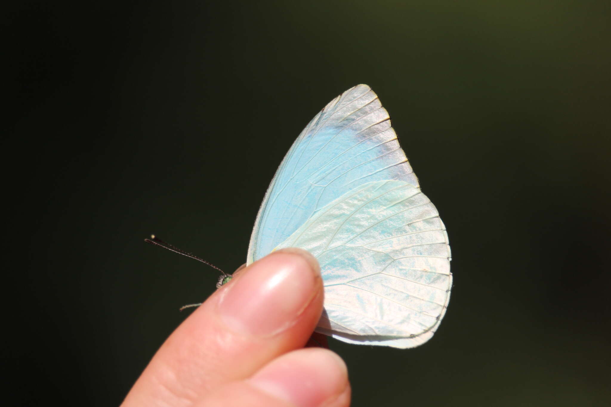 Слика од Nepheronia thalassina (Boisduval 1836)