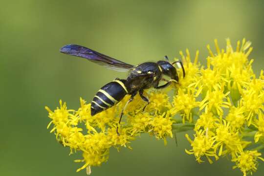 Image of Ancistrocerus antilope (Panzer 1789)