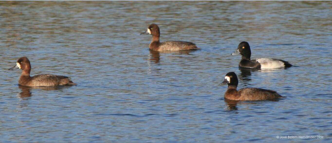 Image of Lesser Scaup