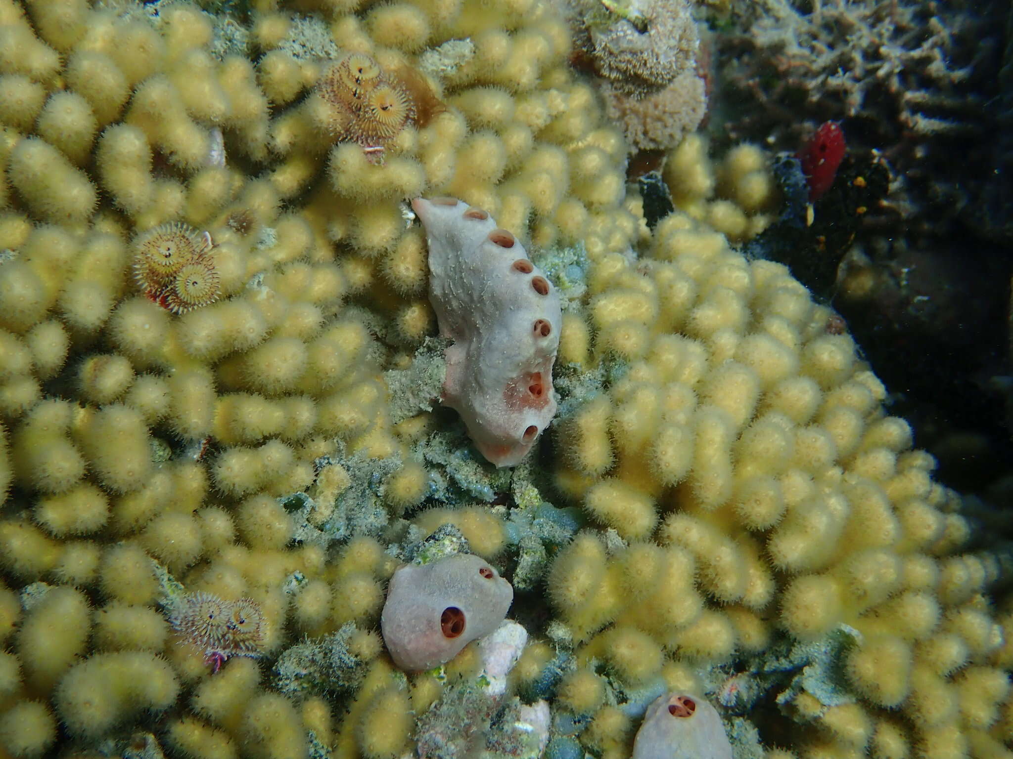 Image of Yellow Pencil Coral