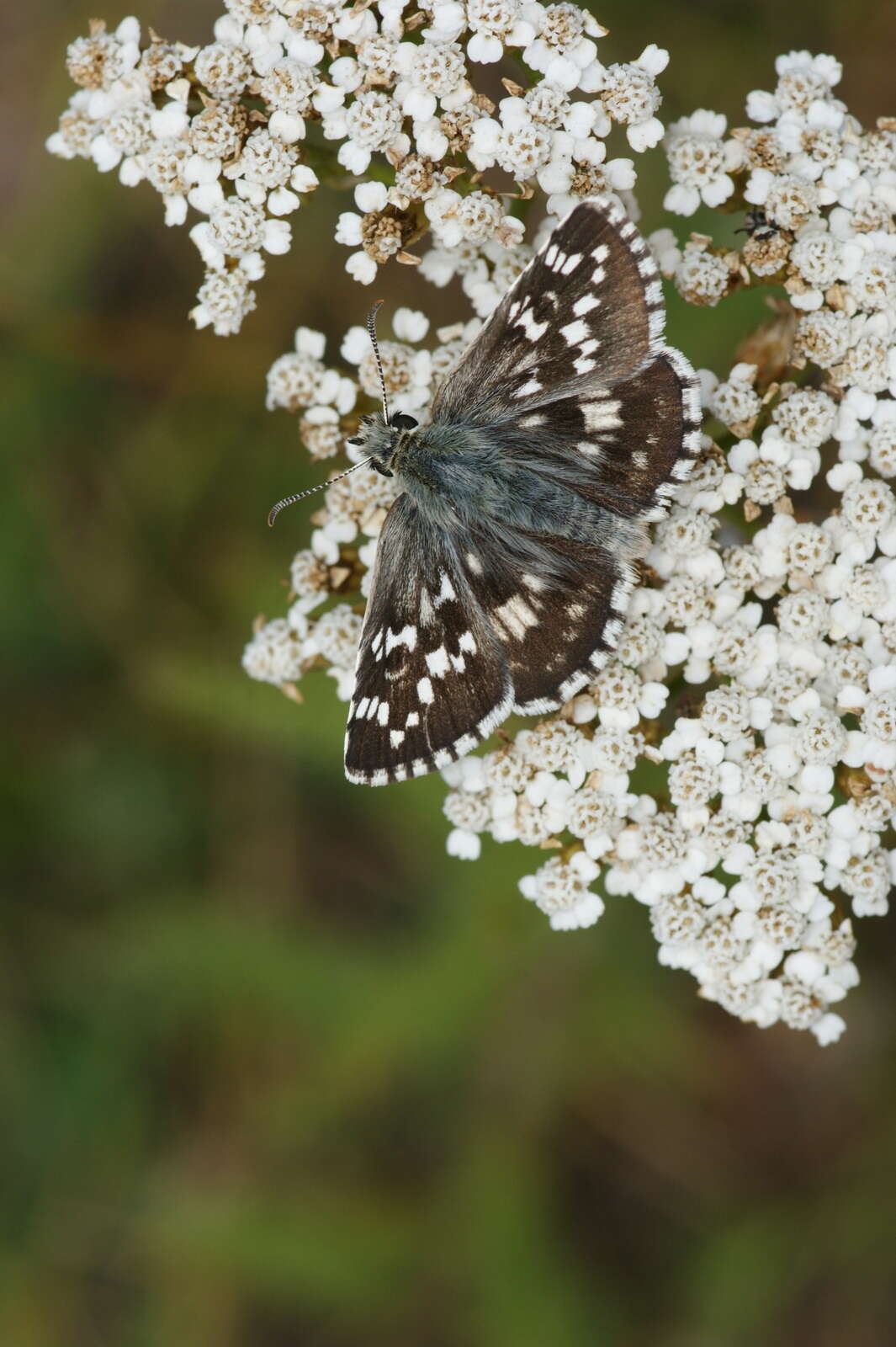 Image of Pyrgus cinarae Rambur 1838