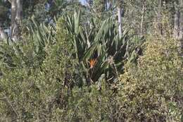 Image of Bird of paradise plant