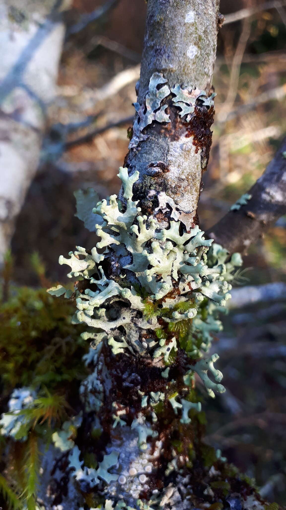 Image of sinuous hypotrachyna lichen