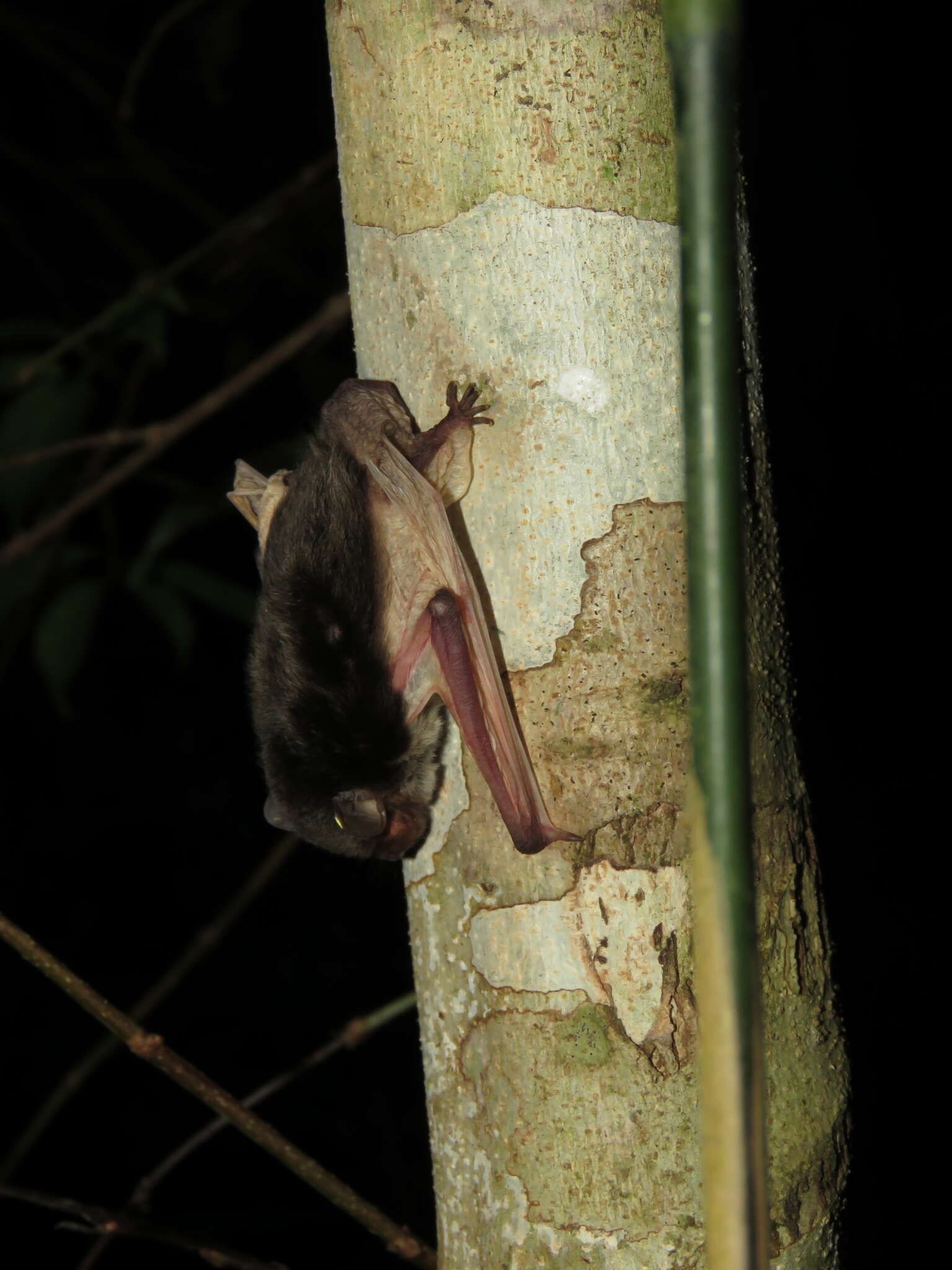 Pseudoromicia tenuipinnis resmi