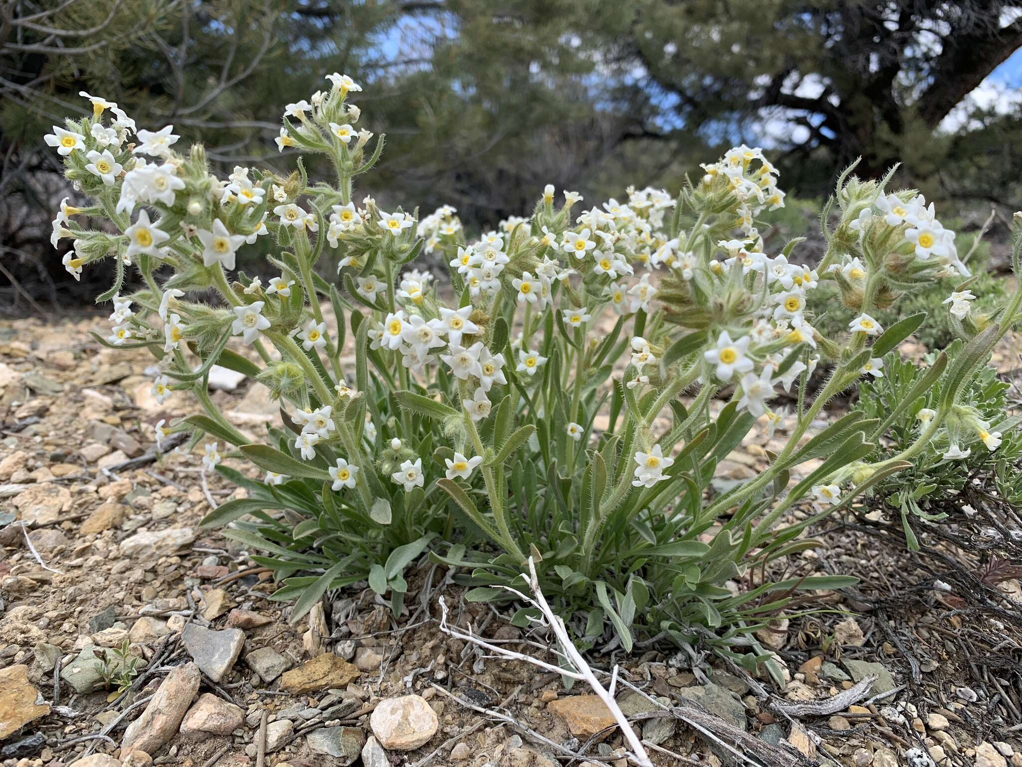 Plancia ëd Oreocarya flavoculata A. Nels.