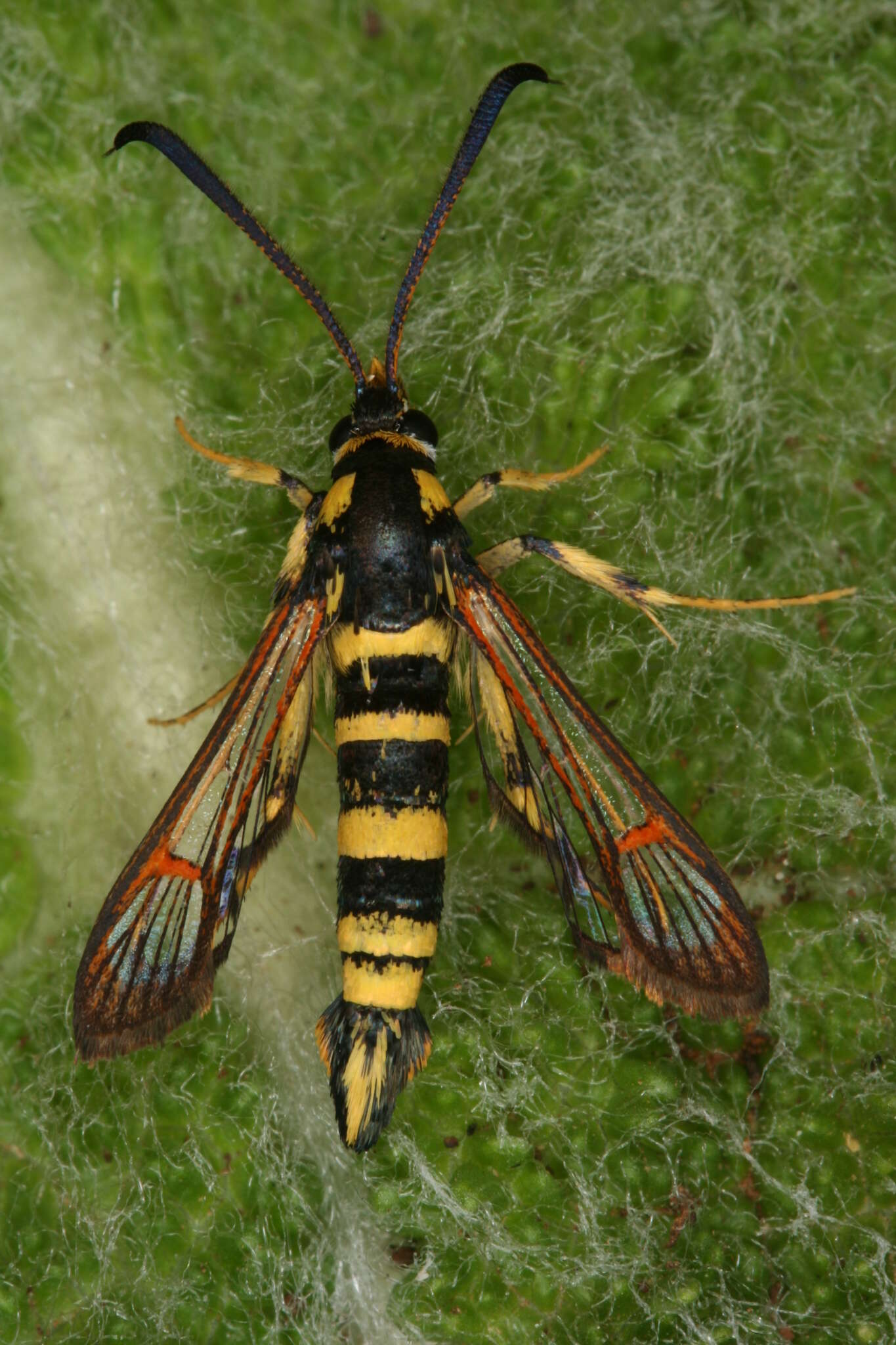 Image of Synanthedon theryi Le Cerf 1916