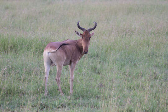 Image of Coke's Hartebeest