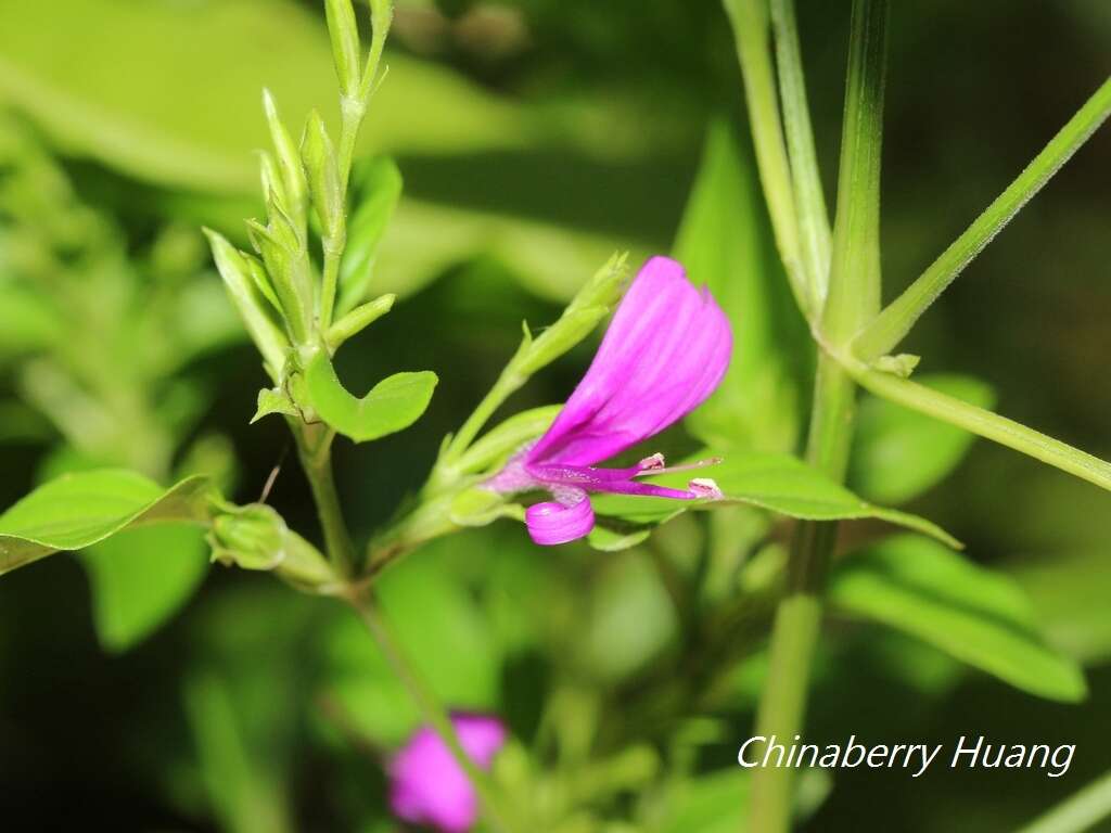 Image of Hypoestes purpurea (L.) R. Br.