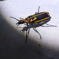 Image of Yellow-crescent Blister Beetle