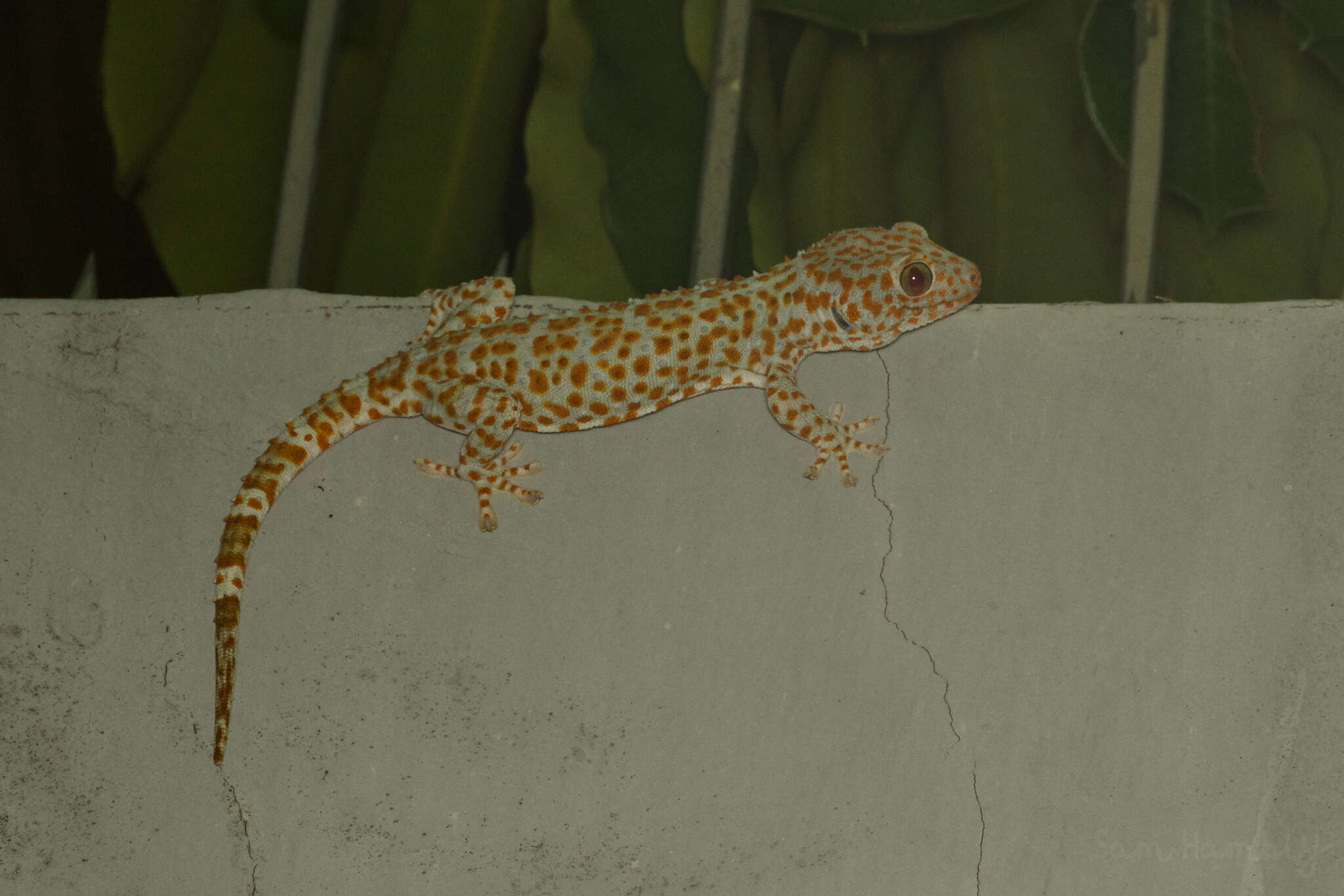 Imagem de Gekko gecko gecko (Linnaeus 1758)