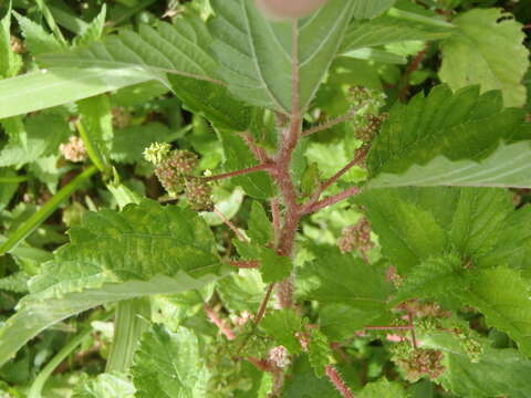 Image of River nettle