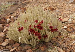 Image de Ceropegia socotrana (Balf. fil.) Bruyns