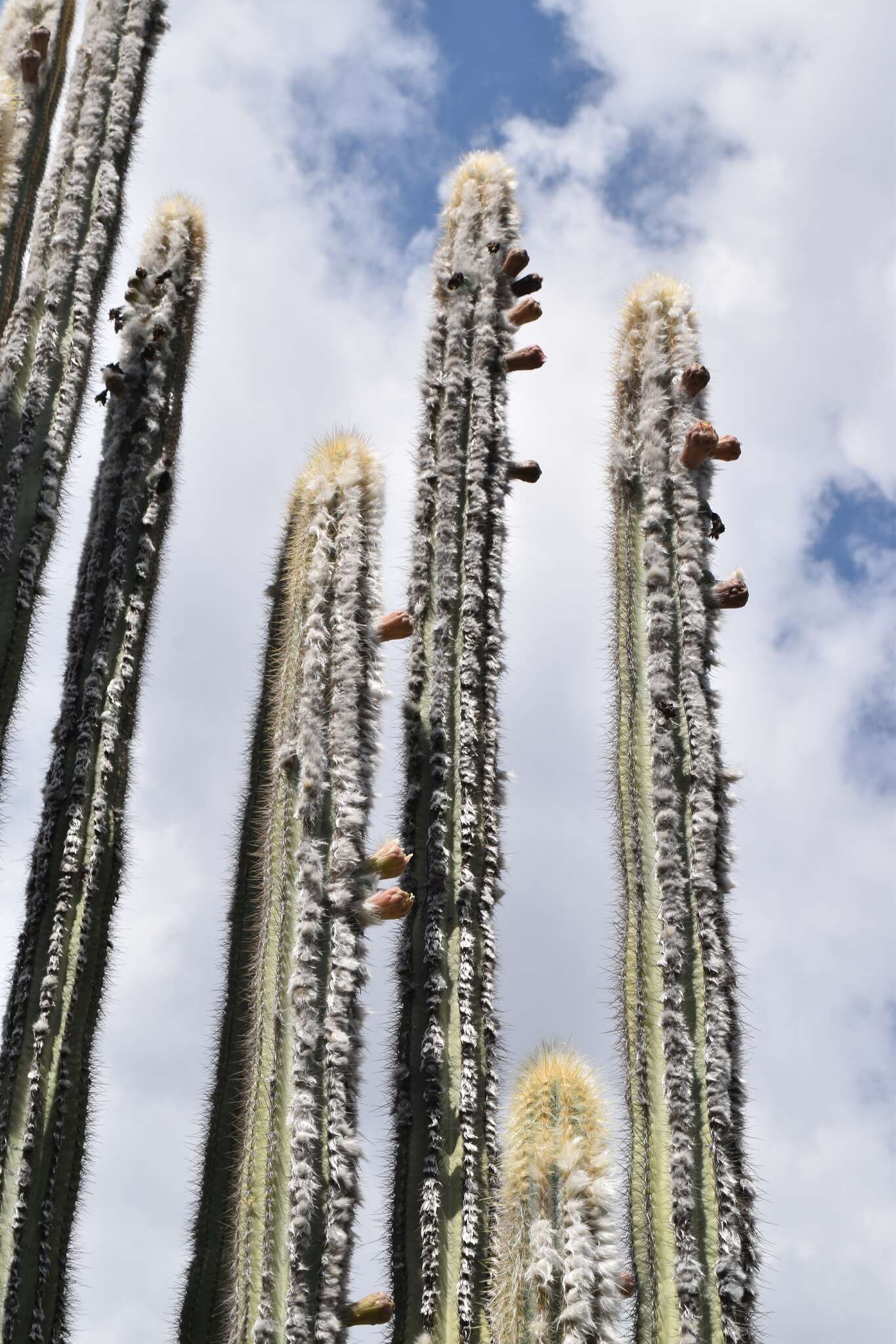 Imagem de Pilosocereus chrysacanthus (F. A. C. Weber) Byles & G. D. Rowley