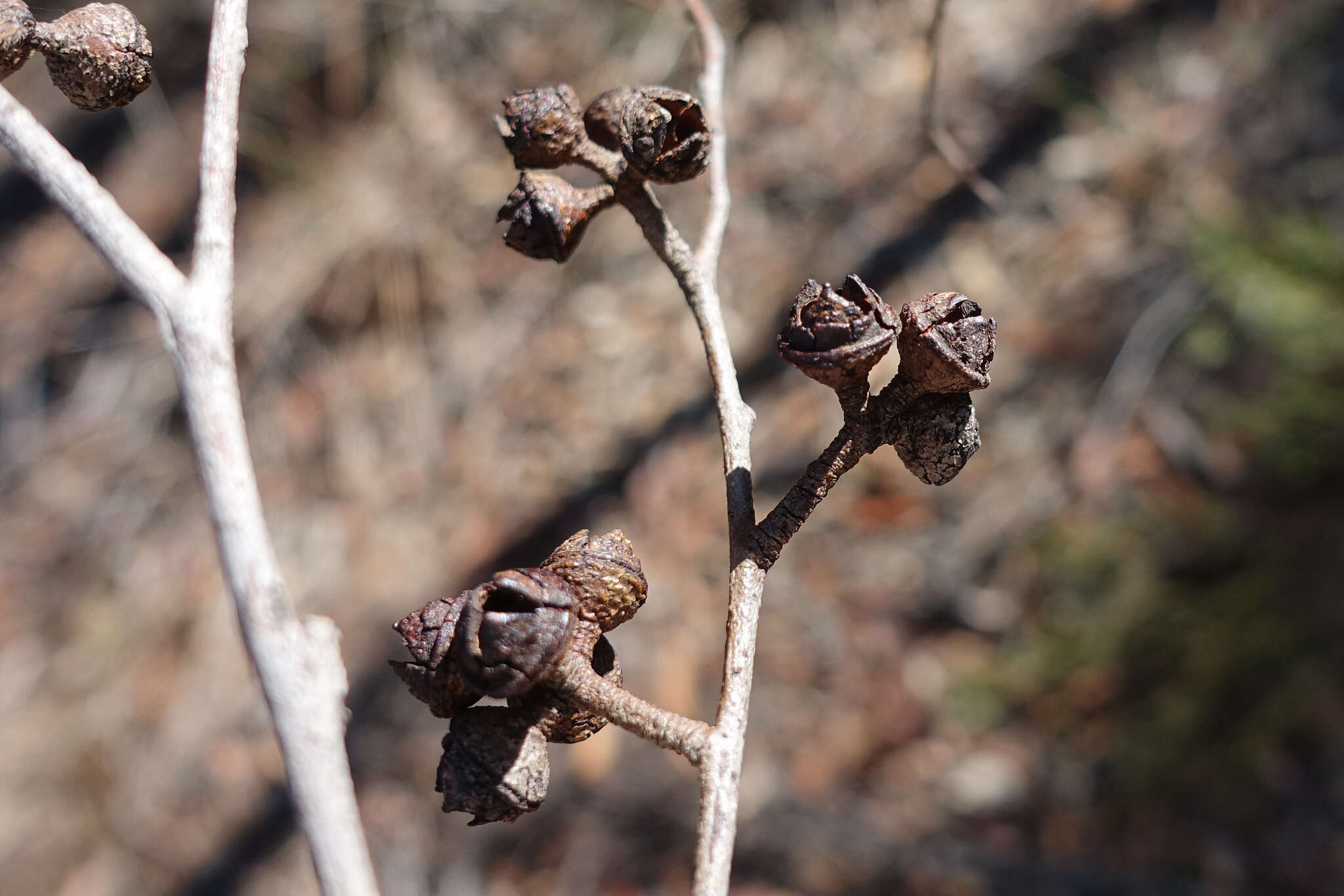 صورة Eucalyptus macrorhyncha subsp. macrorhyncha