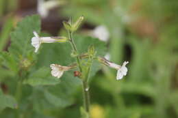 Image of Cleveland's tobacco