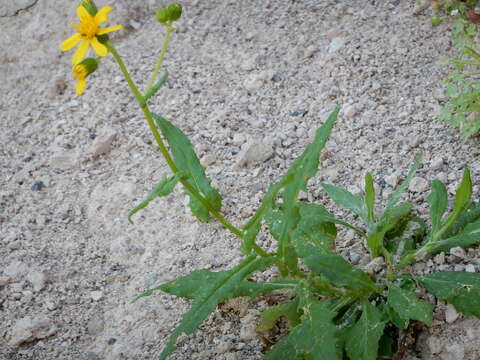 Image of Lemmon's ragwort