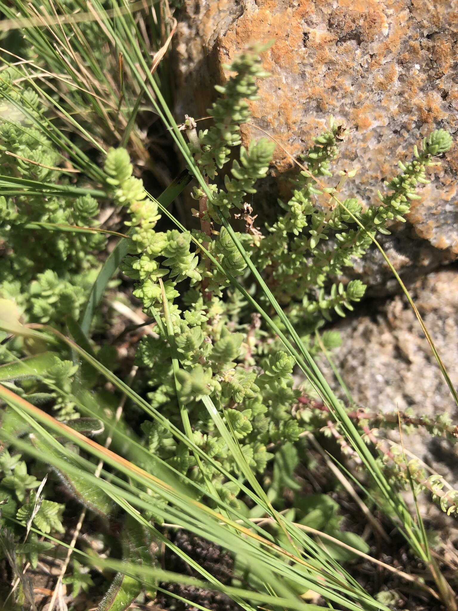 Слика од Crassula lanceolata subsp. lanceolata