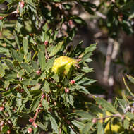 Imagem de Hakea florida R. Br.