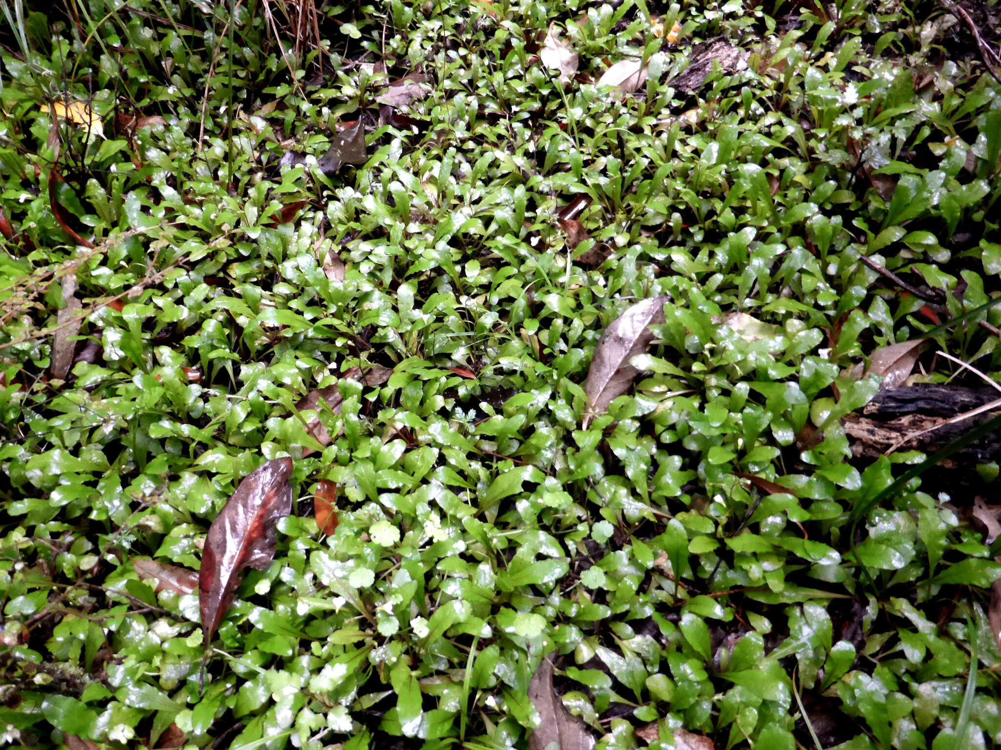 Image of Mazus novaezeelandiae W. R. Barker