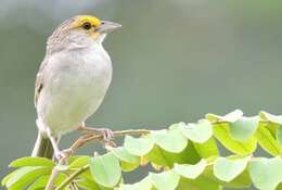 Image of Yellow-browed Sparrow