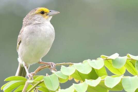 Image of Yellow-browed Sparrow