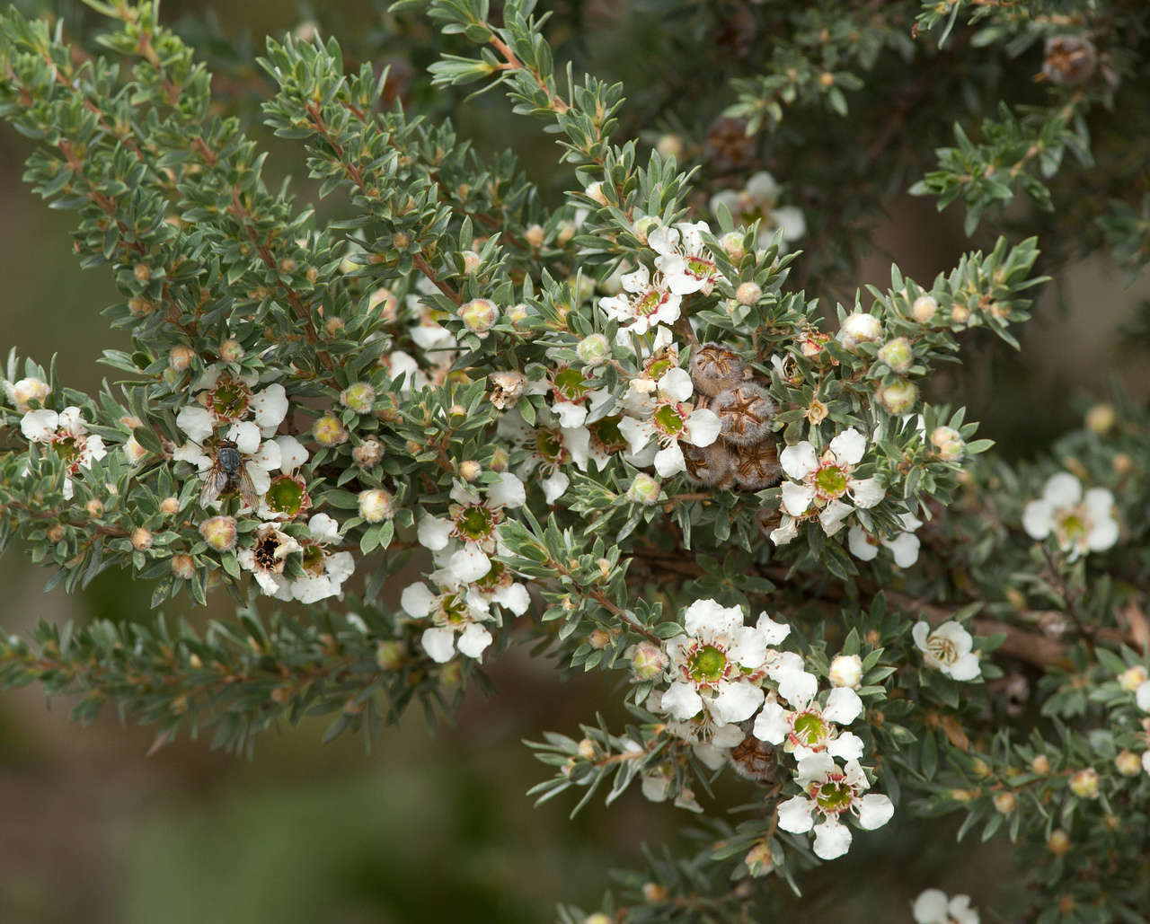 Sivun Leptospermum lanigerum (Ait.) Sm. kuva