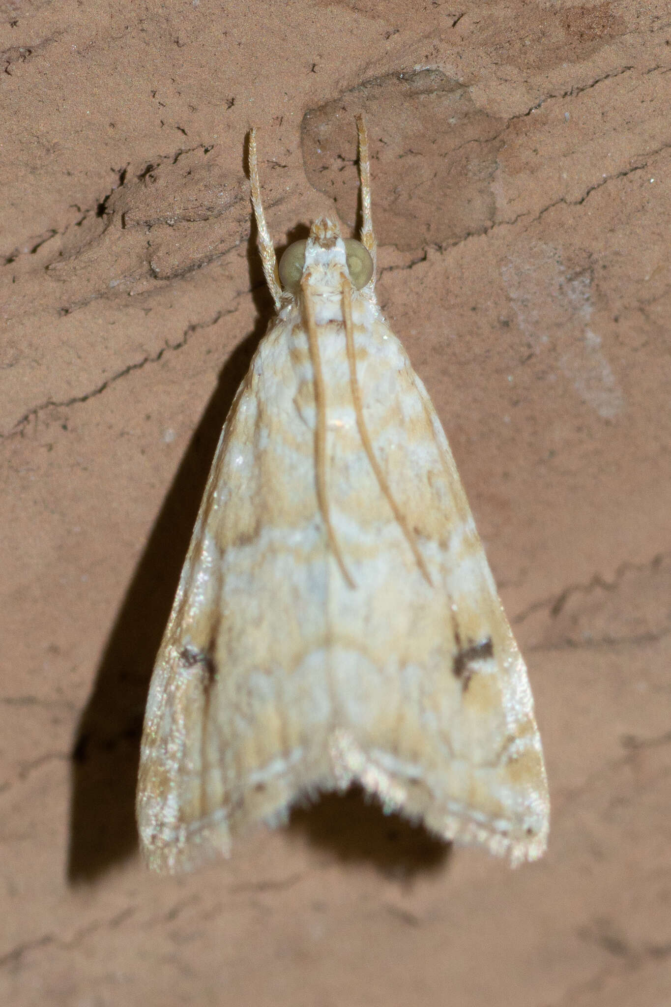 Image of Moth