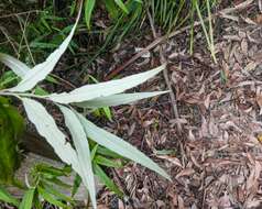 Image of Hedycarya angustifolia A. Cunn.