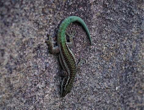 Image of Barbour's day gecko