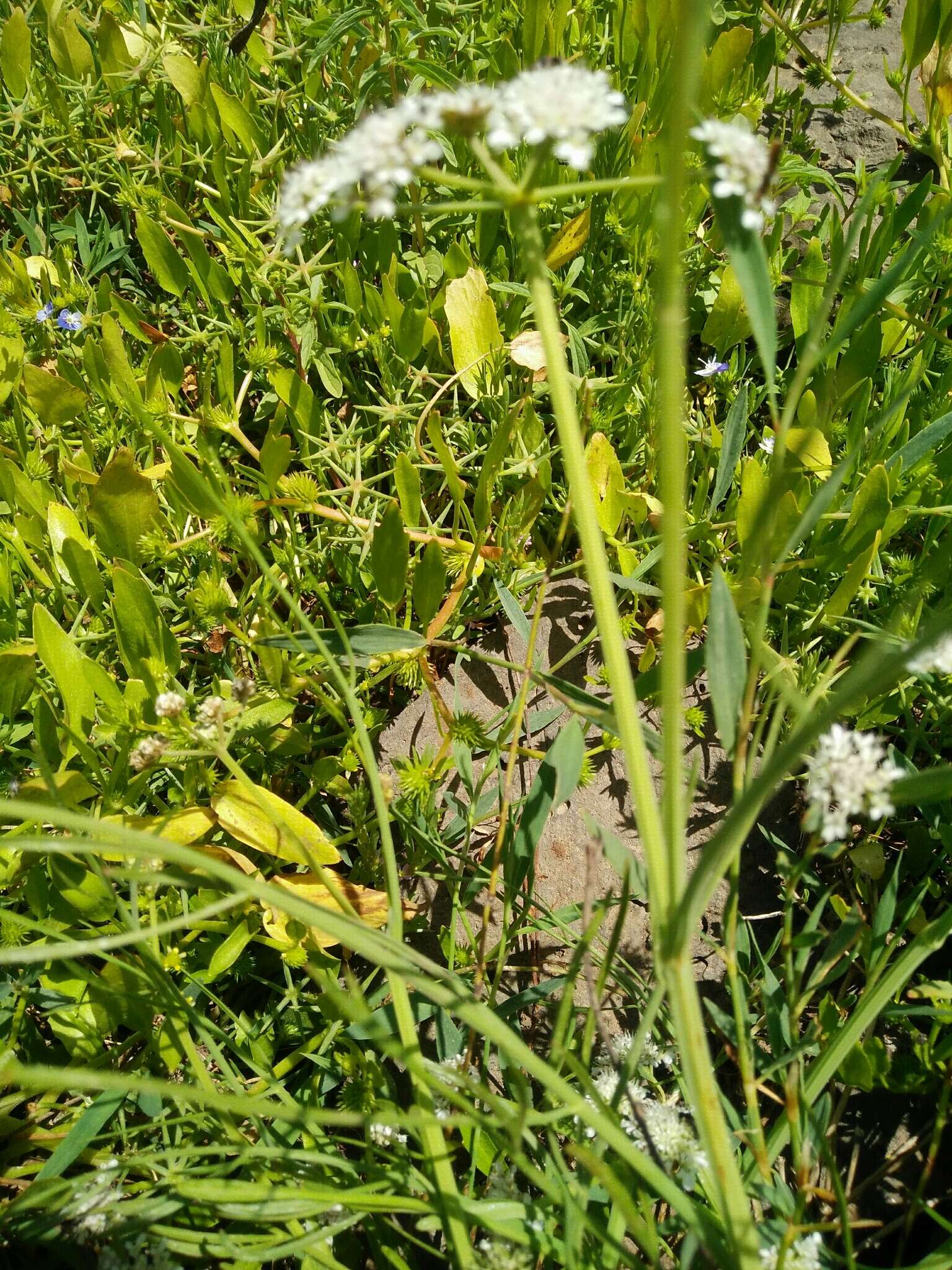 Imagem de Oenanthe silaifolia Bieb.