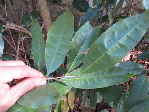 Image of Stifftia chrysantha Mikan