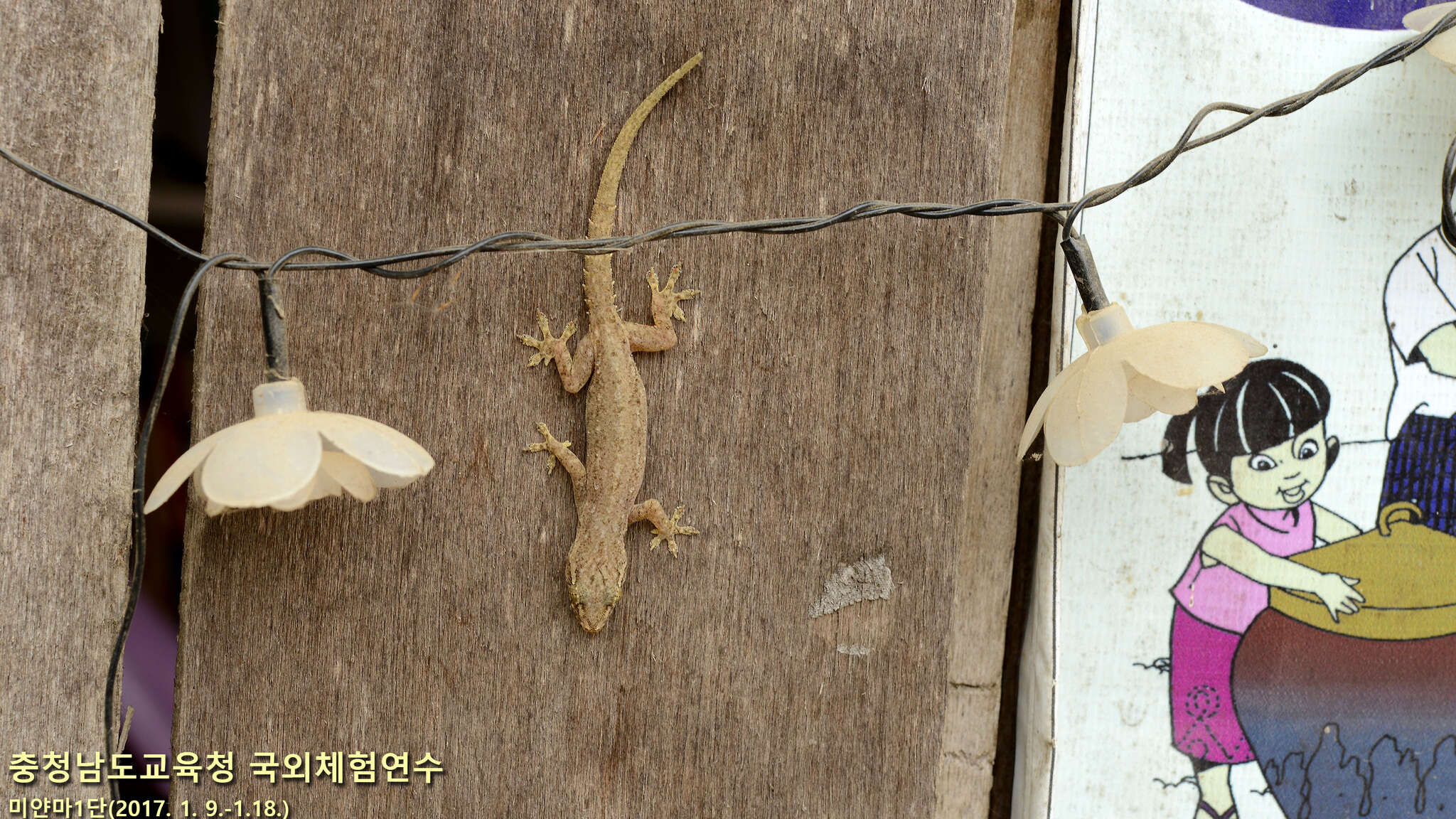 Image of Common House Gecko