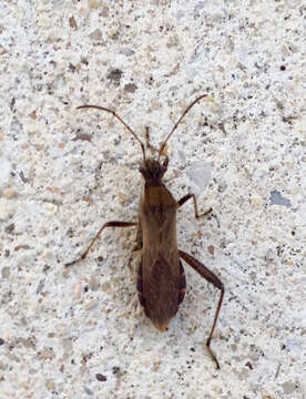 Image of Broad-headed bug