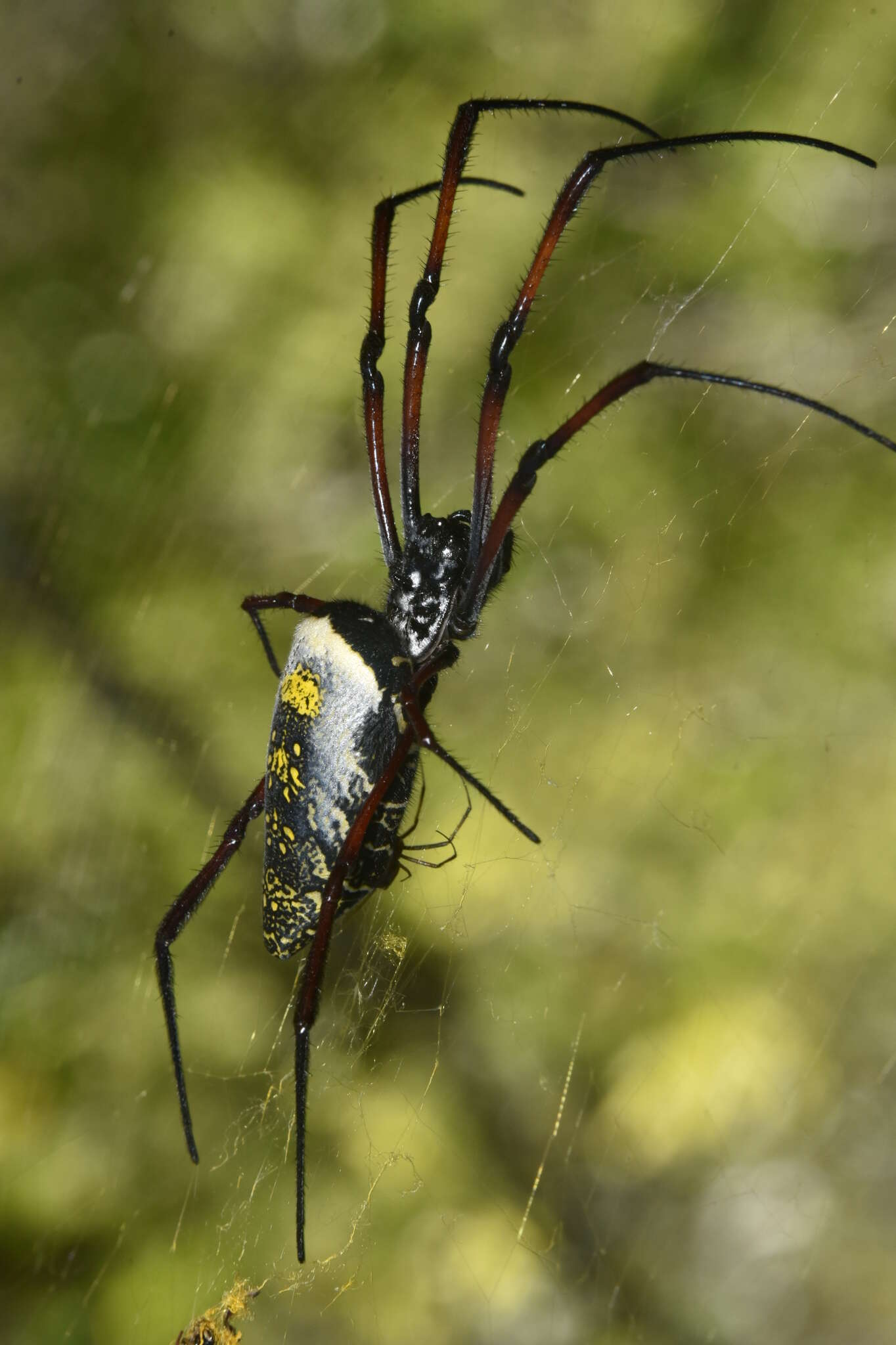 صورة Trichonephila inaurata madagascariensis (Vinson 1863)