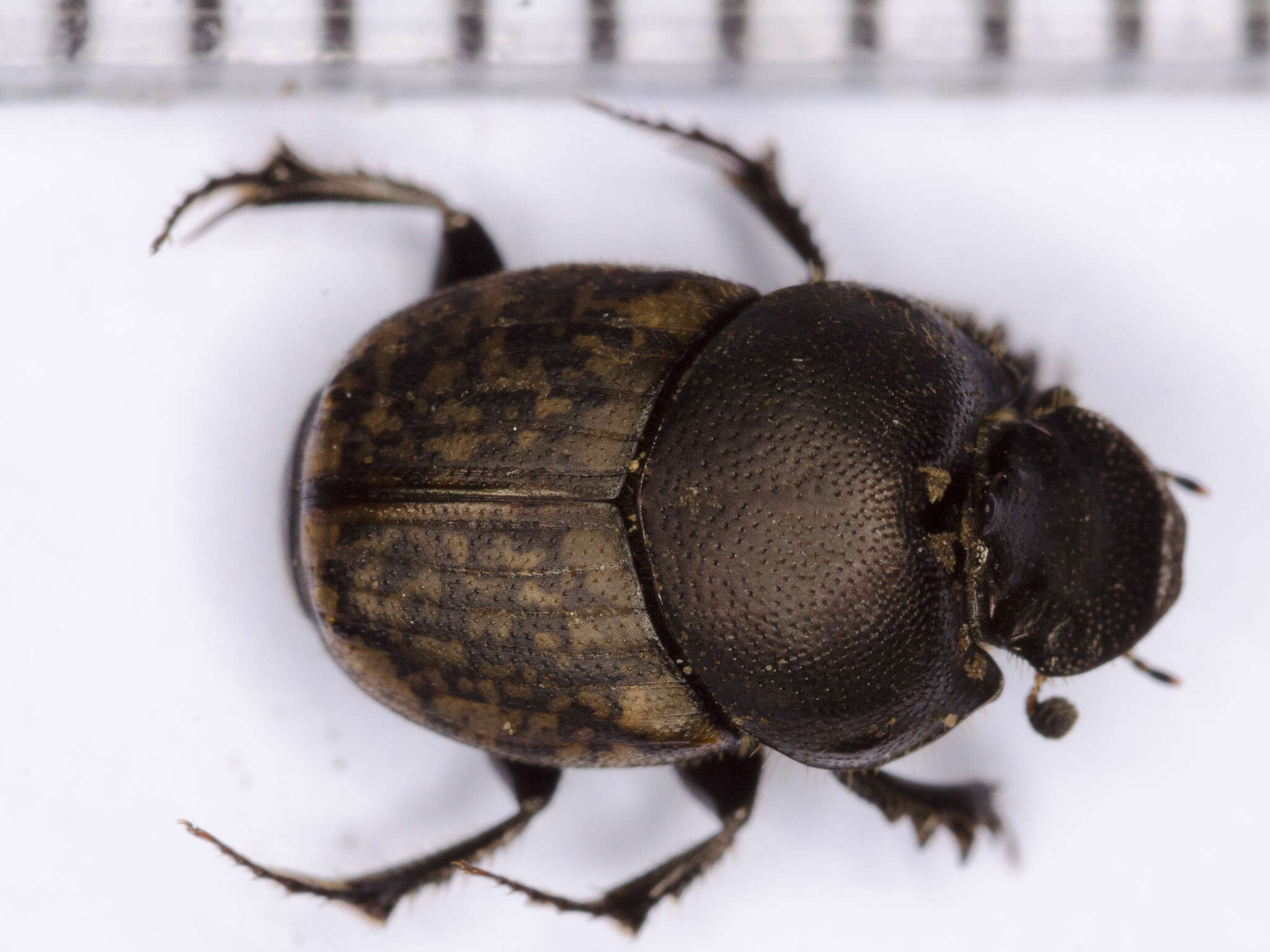 Слика од Onthophagus (Palaeonthophagus) similis (Scriba 1790)