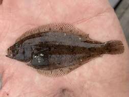 Image of Speckled sanddab